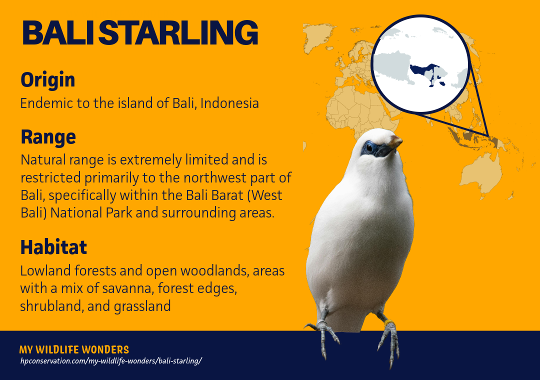Map-based graphic showing the Bali starling’s extremely limited range in northwest Bali and nearby islands, with text describing lowland forests and open woodlands, including savanna, forest edges, shrubland, and grassland habitats.