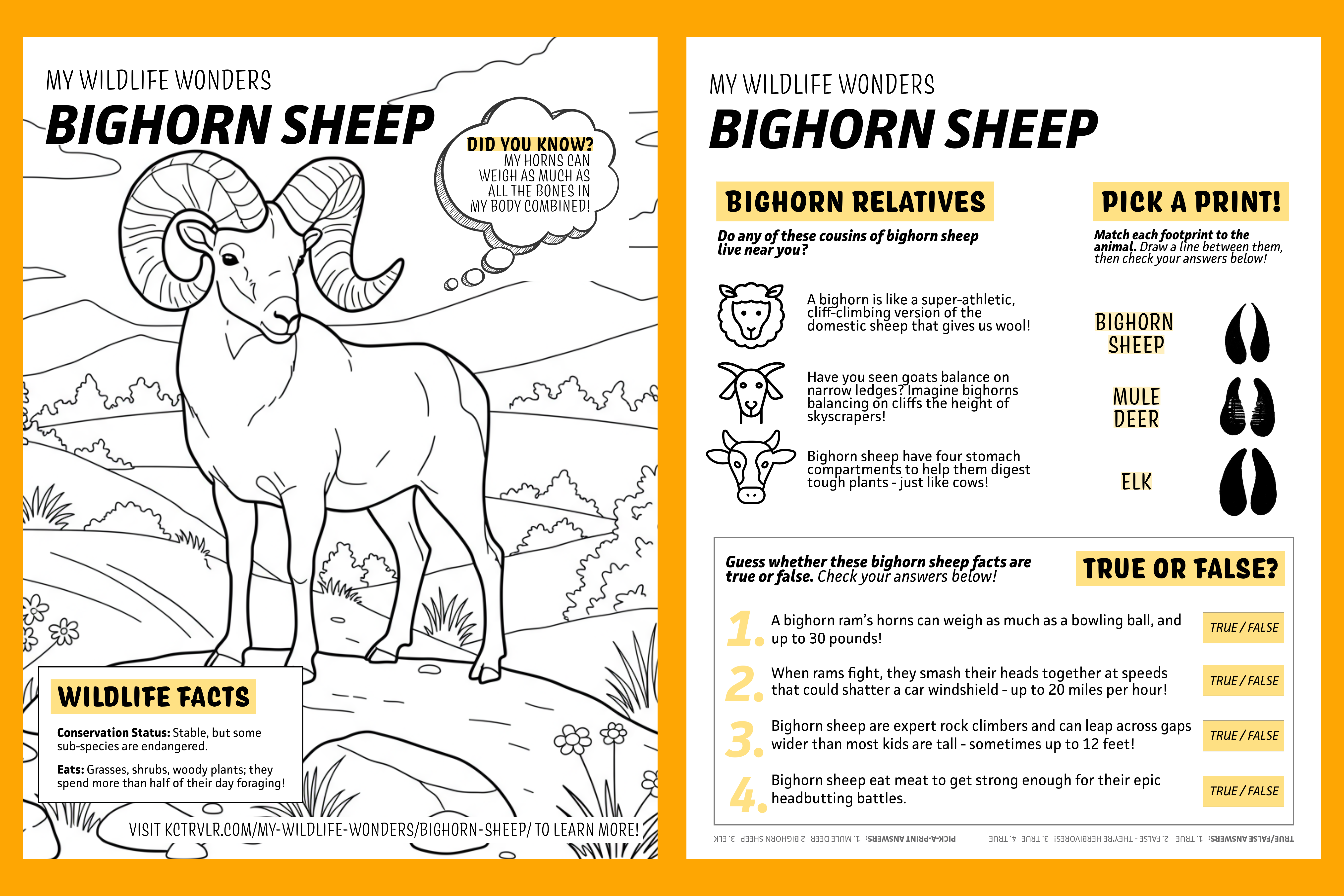 Preview image of My Wildlife Wonders bighorn sheep coloring book page and activities sheet for kids free download and printable