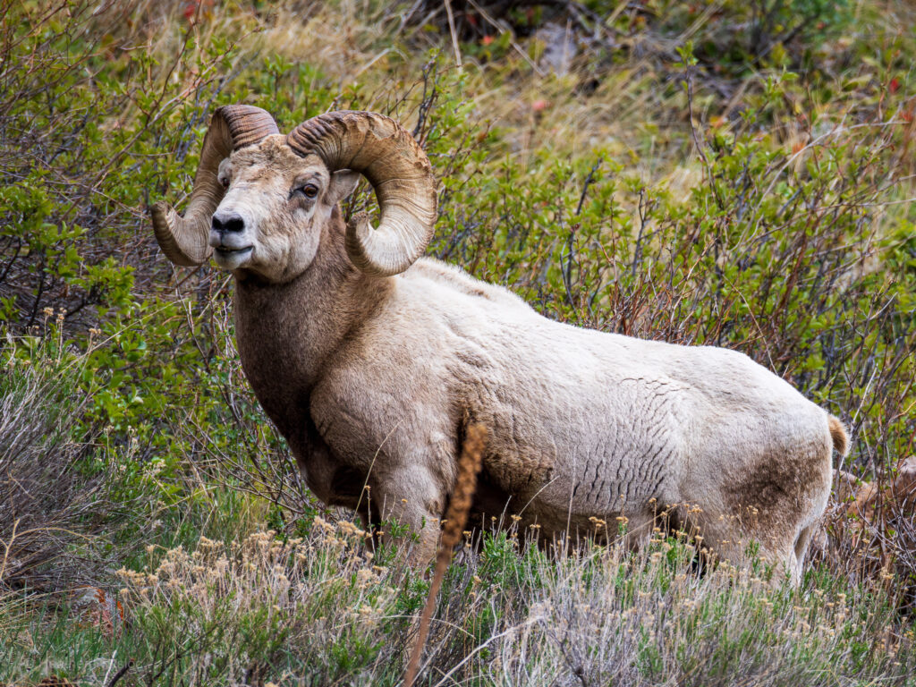 A lone male bighorn sheep ram stands in profile among dense shrubs and grasses in Rocky Mountain National Park, his thick, muscular body partially turned to reveal his powerful frame. His fur is a dusty beige with subtle patches of darker brown along his chest and legs, and his massive horns curl in wide, full spirals from the top of his head, deeply ridged with years of growth. The ram’s strong jawline and broad snout give him a dignified, almost regal appearance, while his dark eyes gaze calmly ahead, scanning the terrain. Surrounding him is a tangle of green-leafed bushes, dry grasses, and faded wildflowers in an early spring or late autumn landscape. The setting is quiet and wild, evoking the rugged, solitary strength of the high-altitude wilderness he calls home.