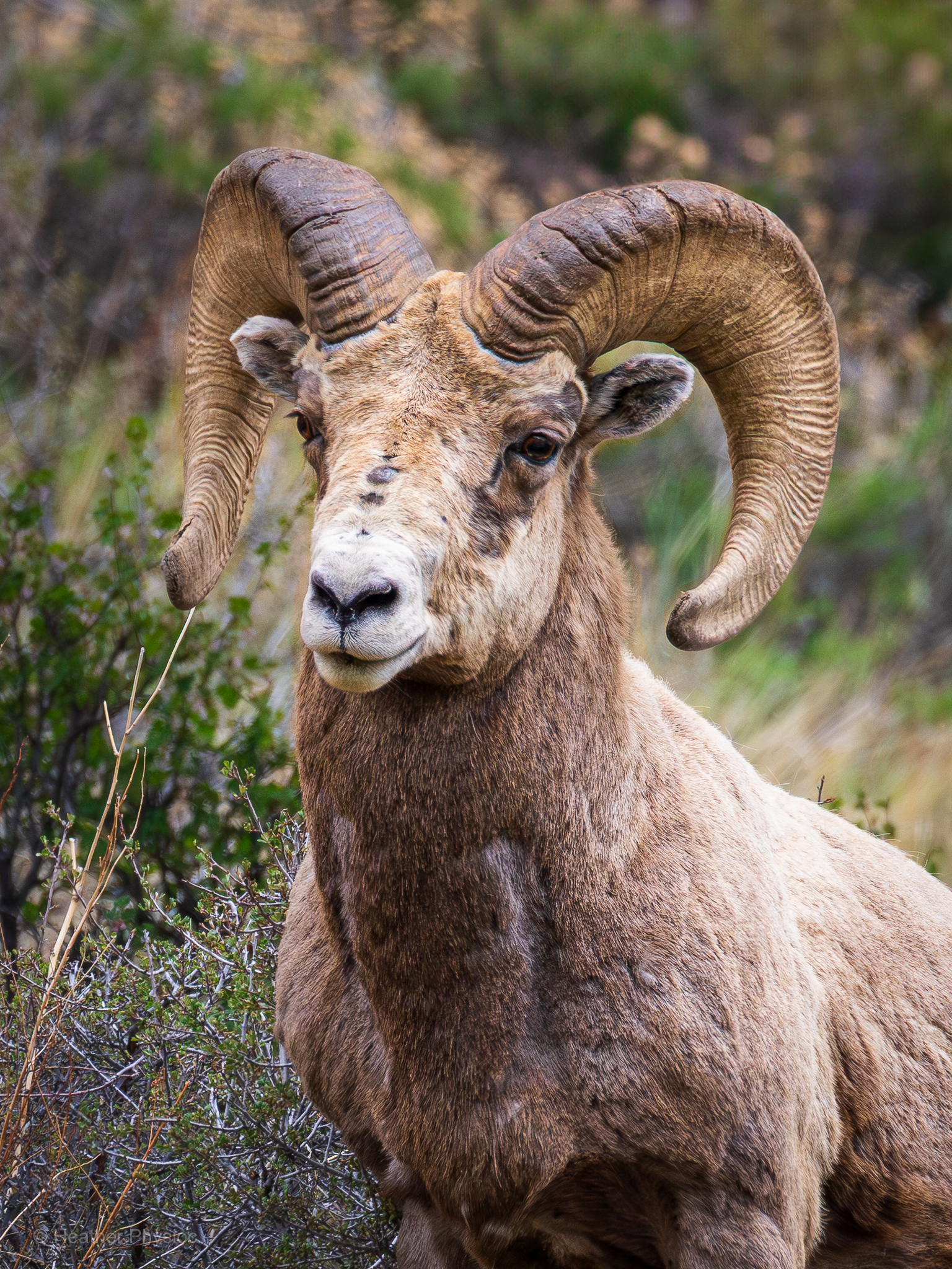 A powerful male bighorn sheep ram stands still in a scrubby meadow in Rocky Mountain National Park, facing slightly left with his head turned toward the camera. His thick, muscular body is cloaked in a coarse, tan-brown coat that darkens along his chest and neck. Dominating his face are two massive, curled horns that spiral outward and downward from his skull, ridged with deep grooves that mark his age and battles. His nose is white and slightly scarred, and his amber-brown eyes hold a calm, steady intensity, as if sizing up the viewer. Short, weathered shrubs and green foliage blur into the background, hinting at the mountainous terrain he calls home. The air feels crisp and wild, and the ram’s presence commands quiet respect, a symbol of strength and survival in the high alpine wilderness.