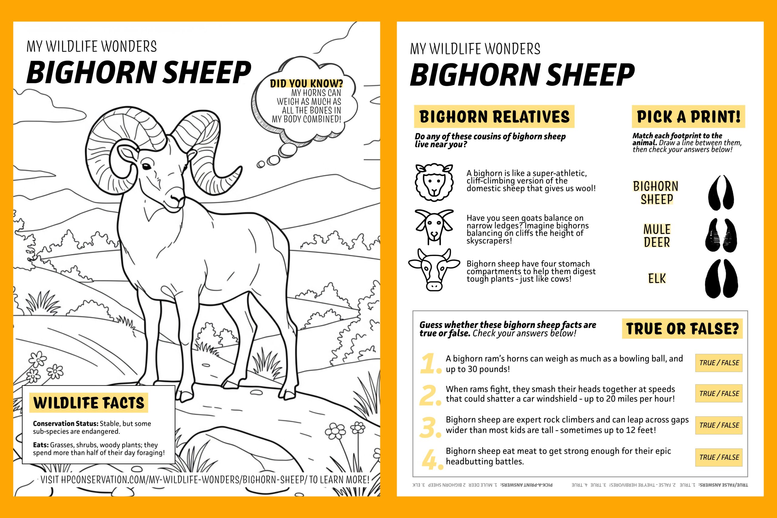 Kids activity page – coloring sheet: Black-and-white coloring page of a bighorn sheep standing on rocky terrain with large curled horns, mountain scenery in the background, and callout bubbles featuring kid-friendly bighorn sheep facts.

Kids activity page – puzzles: Black-and-white activity page with bighorn sheep–themed games, including identifying relatives, matching hoof prints to animals, and a true-or-false quiz about bighorn sheep behavior and biology.