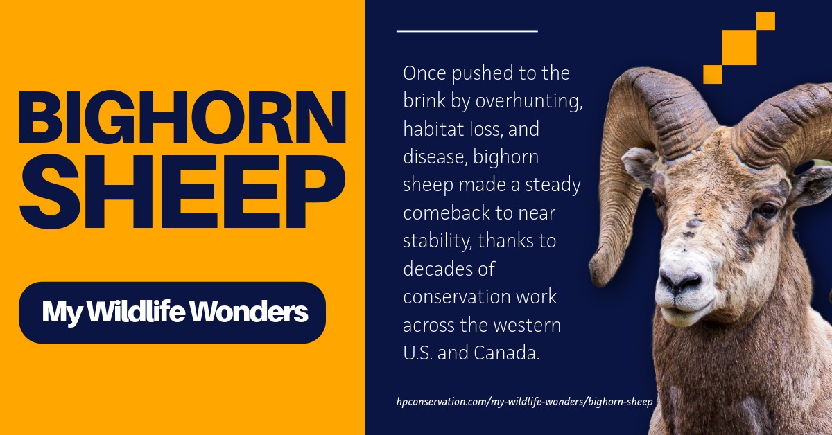 Graphic introduction to bighorn sheep with bold yellow title text on a blue-and-gold background and a close-up photograph of an adult ram with massive curved horns, accompanied by text describing the species’ conservation recovery in western North America.
