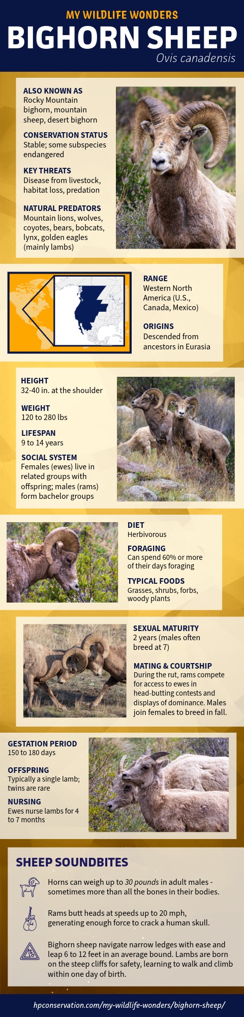 Tall educational infographic for bighorn sheep (Ovis canadensis) showing photographs, alternate names, conservation status, threats, predators, range map, body size, lifespan, social structure, diet, breeding behavior, reproduction, and notable behavioral facts.