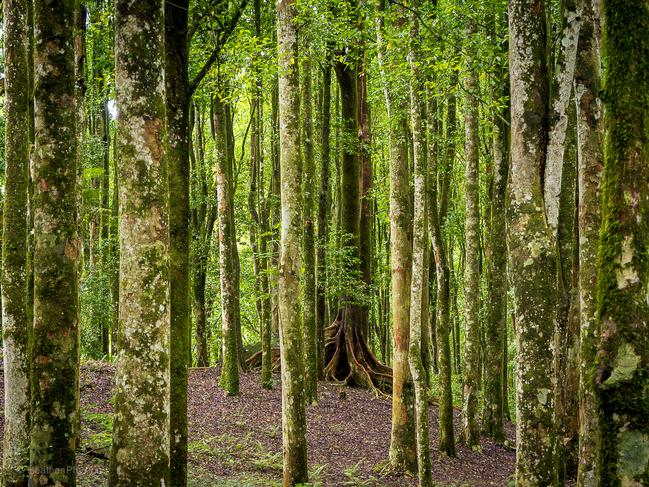A dense stand of slender, moss-flecked trees fills the frame, their trunks stretching tall and straight into a soft green canopy. In the distance, half-hidden among the vertical lines, the massive flared base of a banyan tree spreads like wooden skirts, its roots forming a dramatic dark arch at ground level. The damp forest floor is scattered with leaf litter, glowing with filtered light.