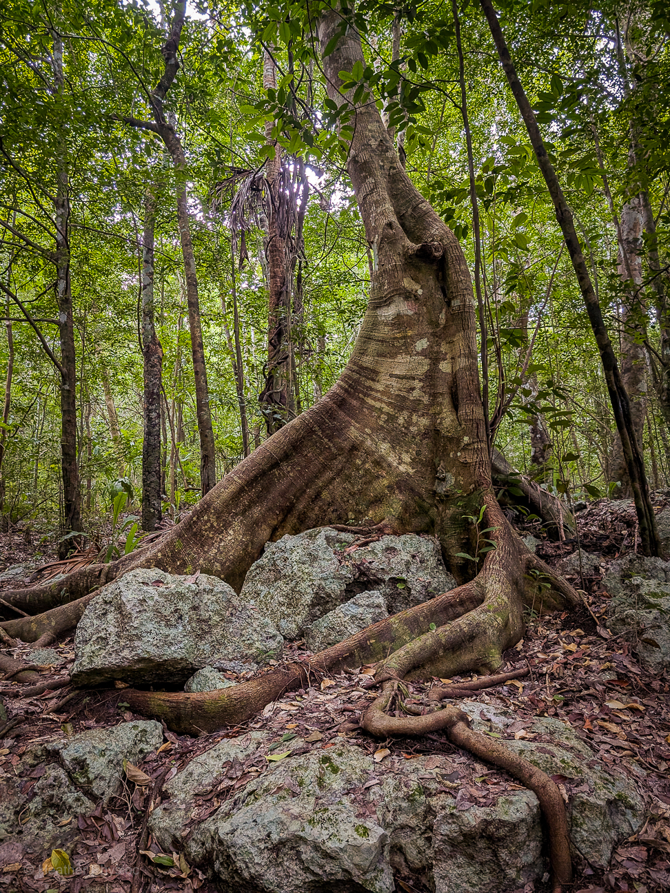A towering tree dominates the forest scene, anchored by enormous buttress roots that twist and snake across a bed of gray-green boulders. The bark rises in ridges and grooves, giving the trunk a muscular appearance. Low, dappled light highlights the roots’ strength as they grip the forest floor, creating a sense of endurance and resilience in the tropical jungle.