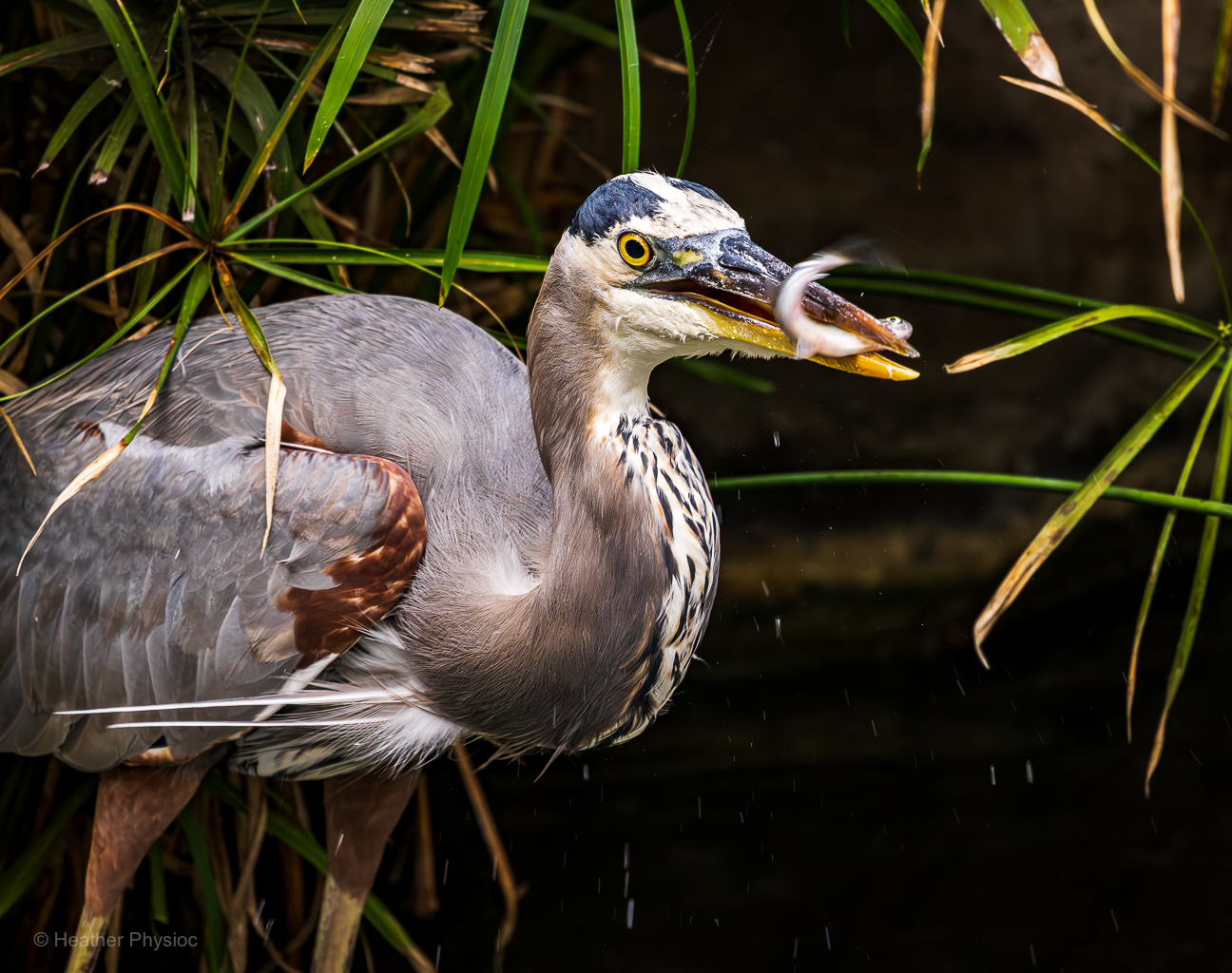 A great blue heron grips a small silver fish in its sharp yellow beak, droplets of water spraying midair from its sudden strike. The bird’s golden eye is wide and alert, feathers bristling as it twists its long neck in triumph. Around it, tall reeds frame the moment, while the dark water behind adds contrast that makes the captured prey gleam.