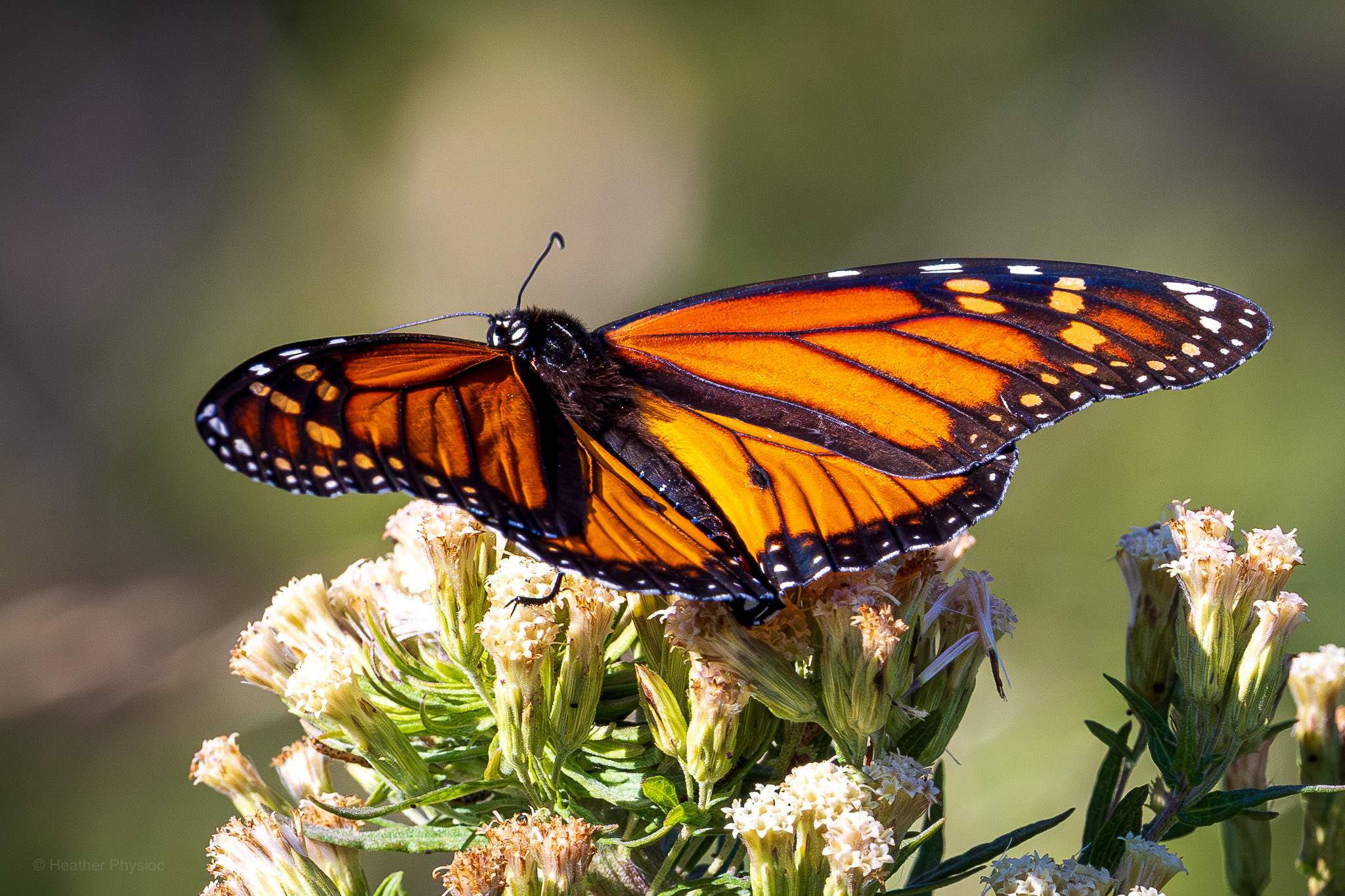 A monarch butterfly perches on the pale blossoms of mule fat (Baccharis salicifolia), also known as seepwillow or water-wally. The butterfly’s bright orange and black wings are fully open, catching the sunlight against a soft green background, while the shrub’s cream-colored flower clusters rise in sharp focus beneath it.