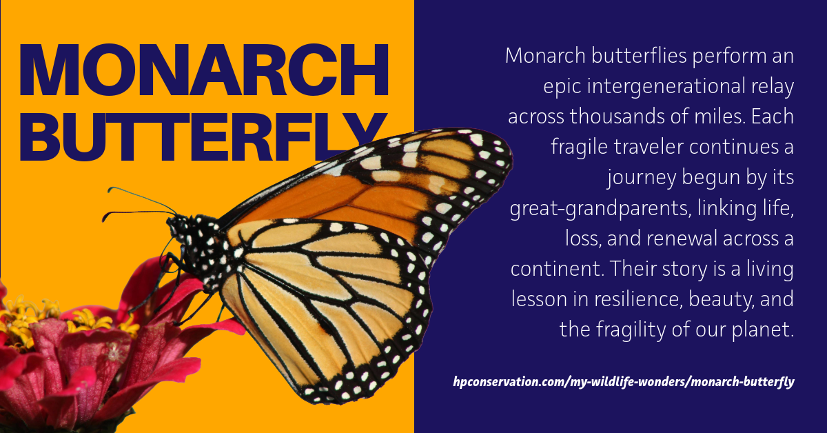 Eastern Collared Lizard – My Wildlife Wonders Graphic