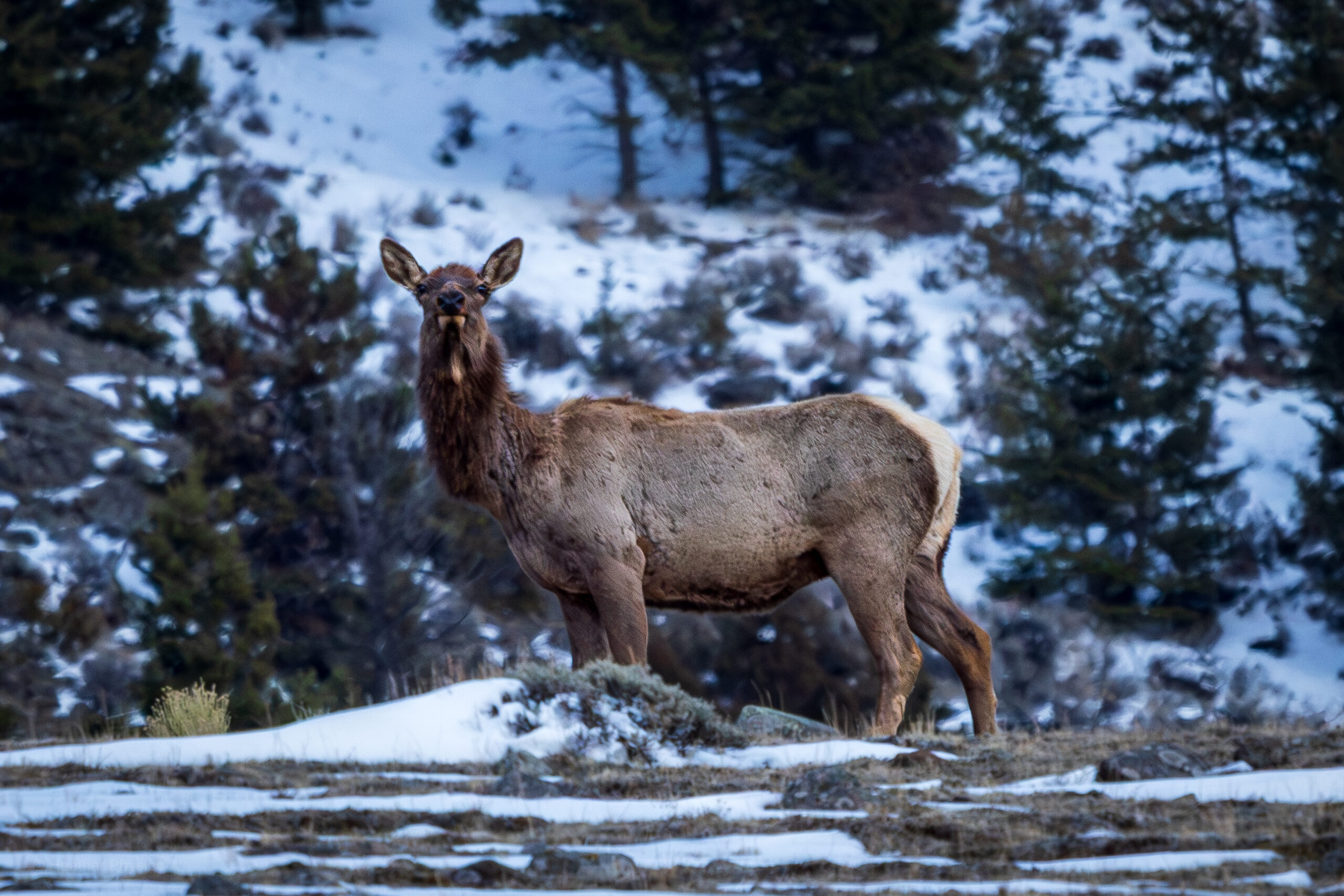 A mature cow elk stands on a snow-dusted ridge in the Absaroka Range, Montana, facing the camera with a dark mane and light winter coat against a forested, snowy background.