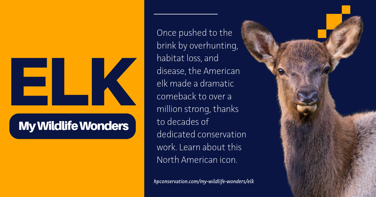 Once pushed to the brink by overhunting, habitat loss, and disease, the American elk made a dramatic comeback to over a million strong, thanks to decades of dedicated conservation work. Learn about this North American icon.