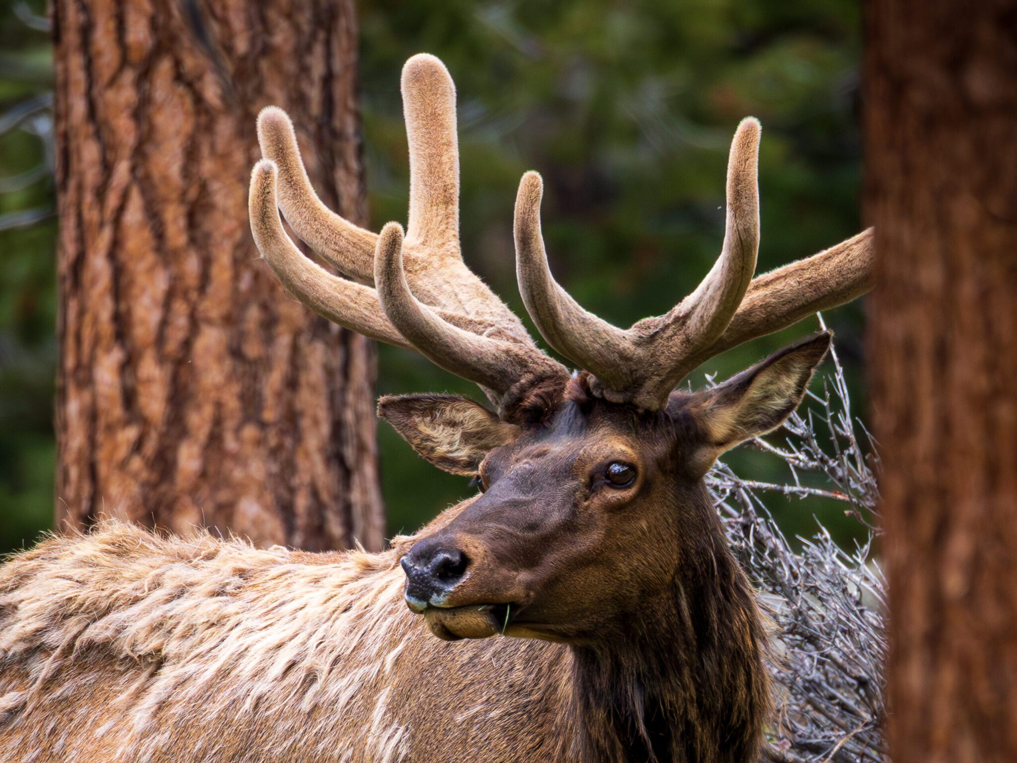 One Elk Elk: My Wildlife Wonders No. 5 • HP Conservation