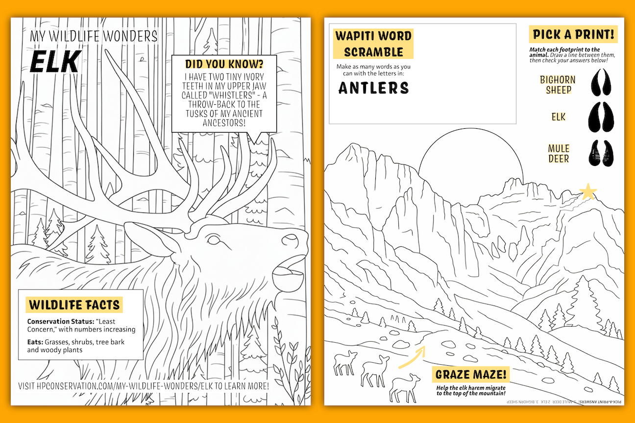 Two-page children's wildlife activity sheet themed around elk, featuring black-and-white coloring pages, fun facts, a word scramble using "ANTLERS," an elk migration maze through mountain scenery, and a hoof print matching game. Designed with bold outlines and educational content about elk habitat, diet, and conservation.