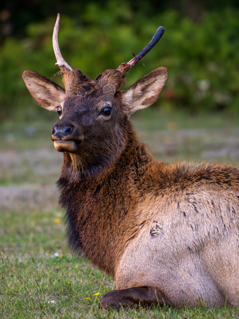 A young bull elk resting on green grass, looking forward. One of its small antlers has broken off, and the other still has a piece of velvet attached.