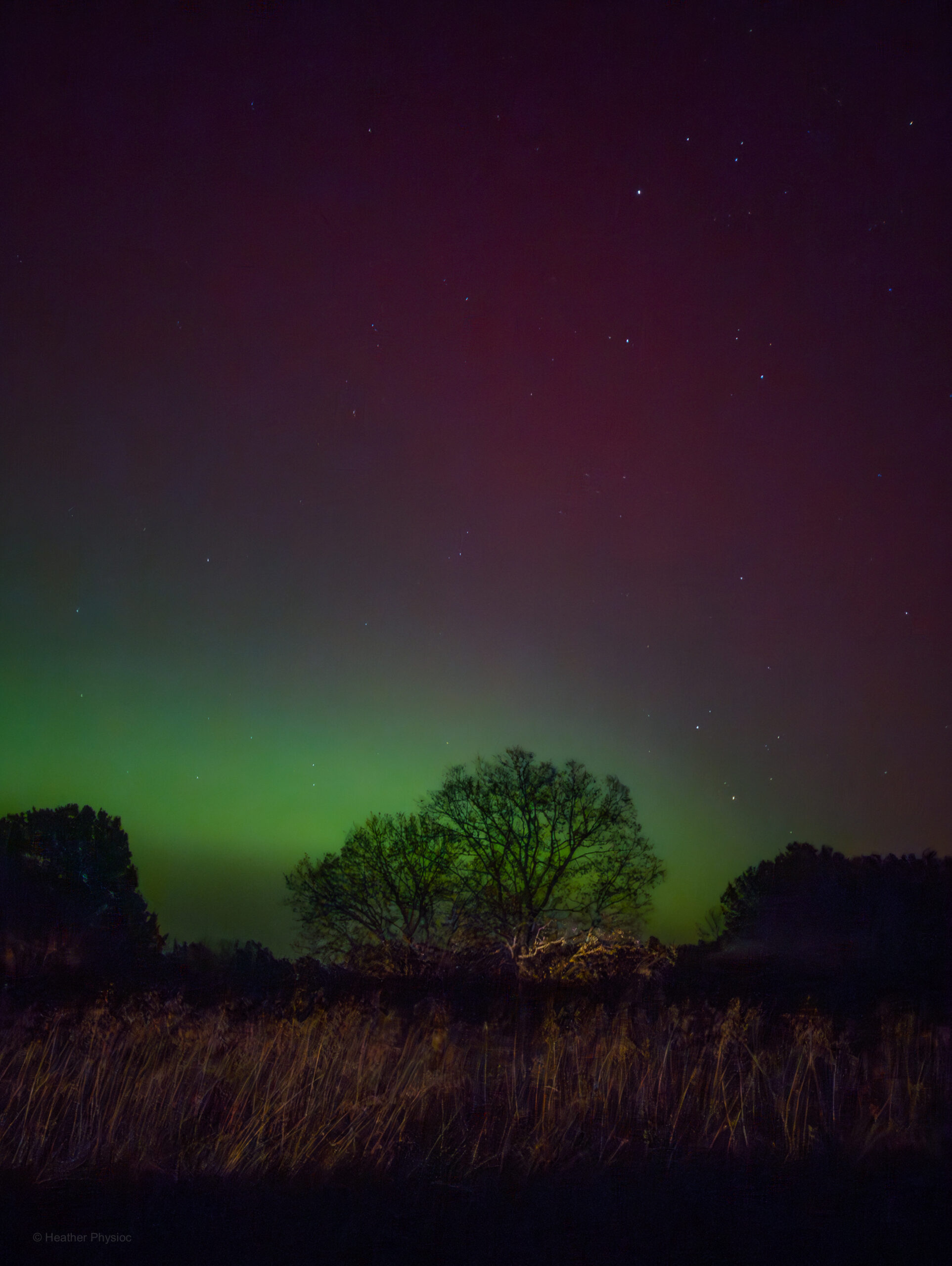 A leafless tree stands silhouetted against a glowing band of green aurora near the horizon, with deep red and purple aurora colors fading upward into the night sky. Stars are visible overhead, and tall grasses fill the darker foreground beneath the illuminated sky.