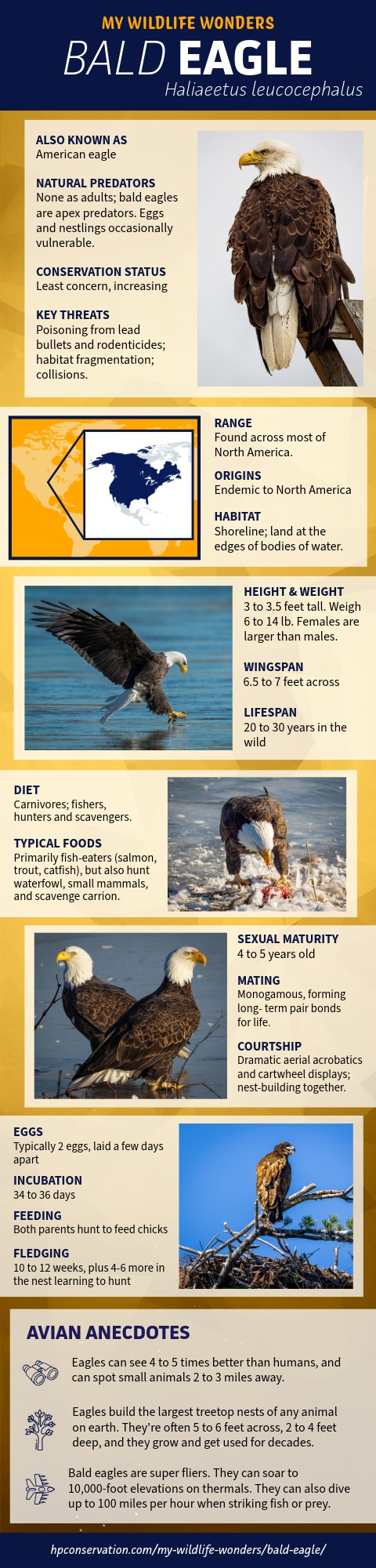 A tall, illustrated wildlife infographic titled “My Wildlife Wonders: Bald Eagle (Haliaeetus leucocephalus)” combining text blocks, maps, and photographs. It explains bald eagle identification, range across North America, shoreline and waterside habitat, size, wingspan, lifespan, diet, threats, and conservation status. Multiple photos show a perched adult eagle, an eagle catching a fish over water, an eagle feeding on prey, a pair of bald eagles together, and a juvenile eagle near a nest. The design uses gold and blue tones and includes facts about nesting, mating, eggs, flight abilities, and exceptional eyesight.