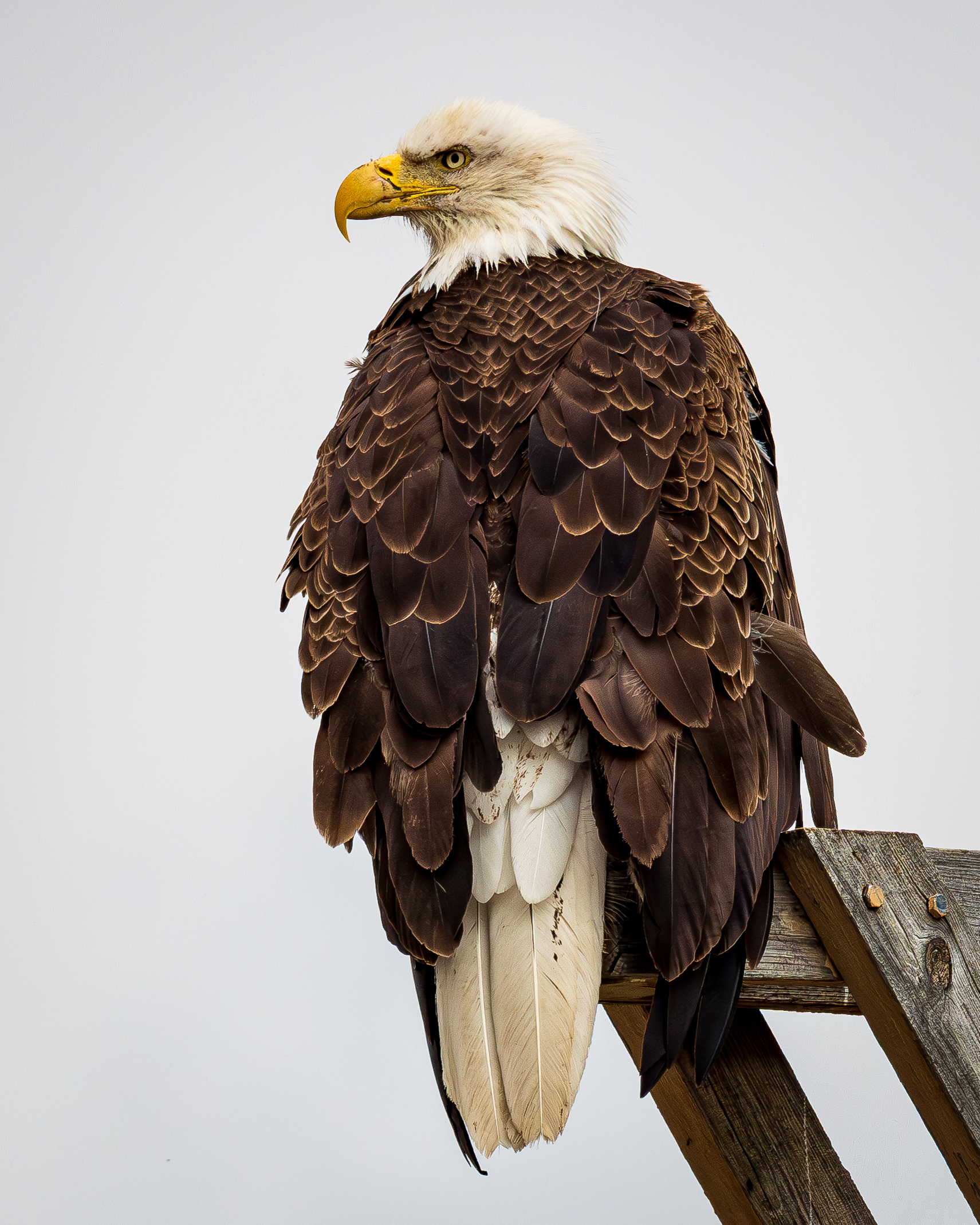 An adult bald eagle perches on a weathered wooden structure against a pale, overcast sky, shown from behind with its head turned in profile. The eagle’s white head and tail contrast with layered dark brown wing feathers, while its bright yellow hooked beak and sharp eye stand out as it looks off to the side, highlighting the powerful build and detailed feather pattern of a mature bird.