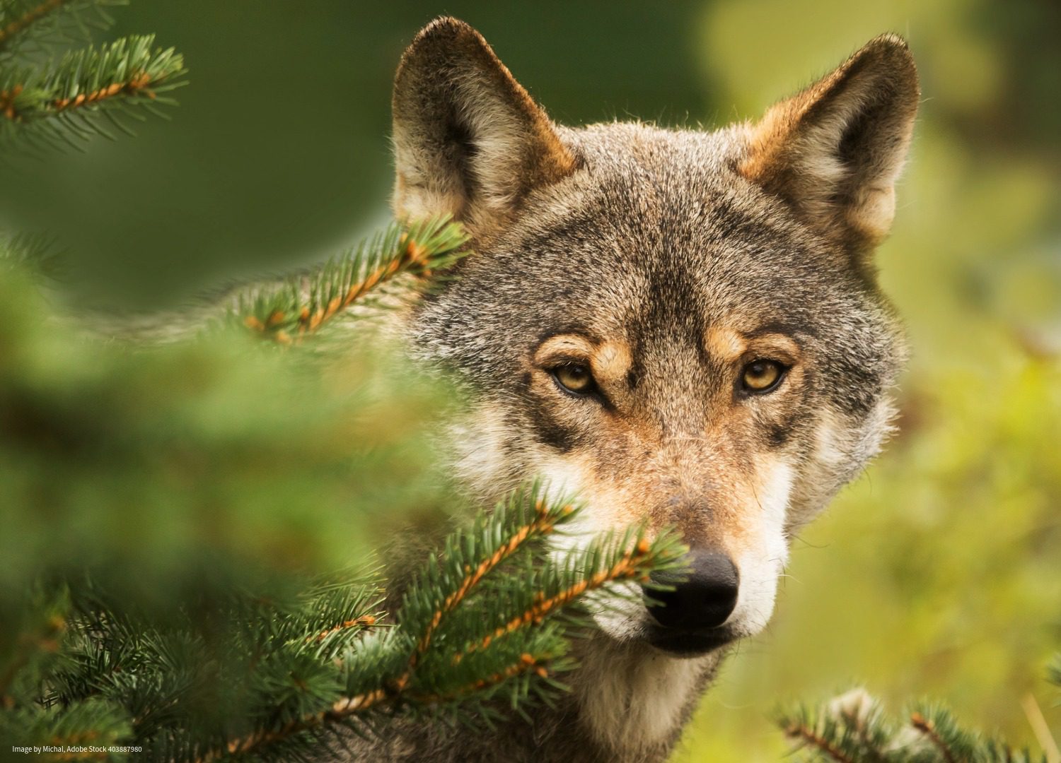 Gray wolf (canis lupus) emerging from the trees - photo courtesy of Michael, by way of Adobe Stock #403887980