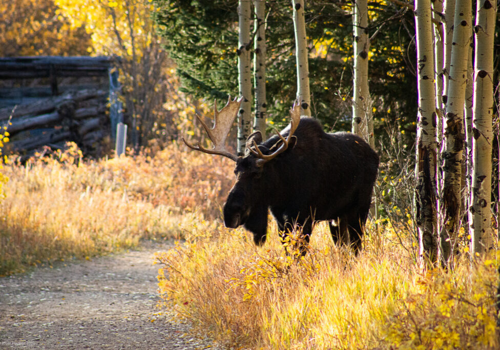 Male Bull Moose in Rut Season at Golden Gate Canyon State Park in Colorado