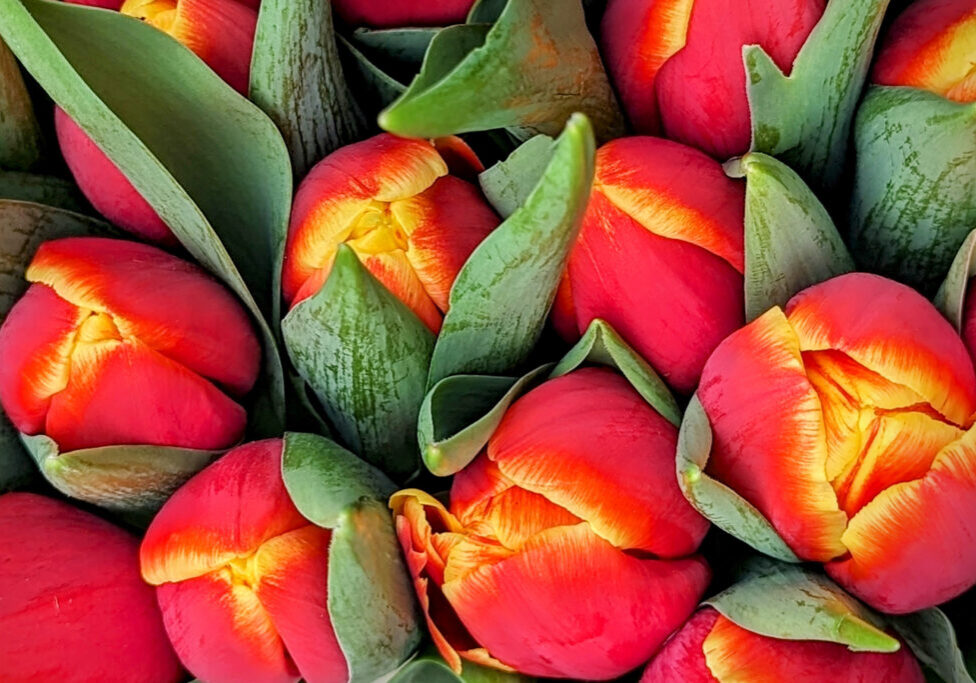 Dutch red and yellow tulip bouquet in the Netherlands Dutch red and yellow tulip bouquet in the Netherlands