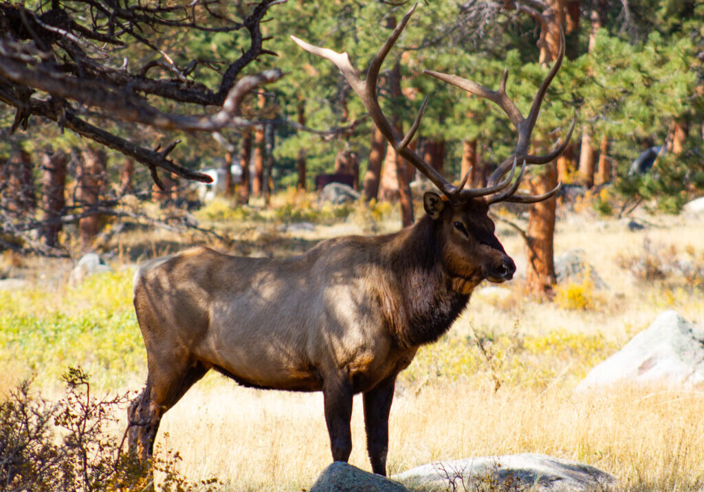 Male Elk at Rocky Mountain National Park