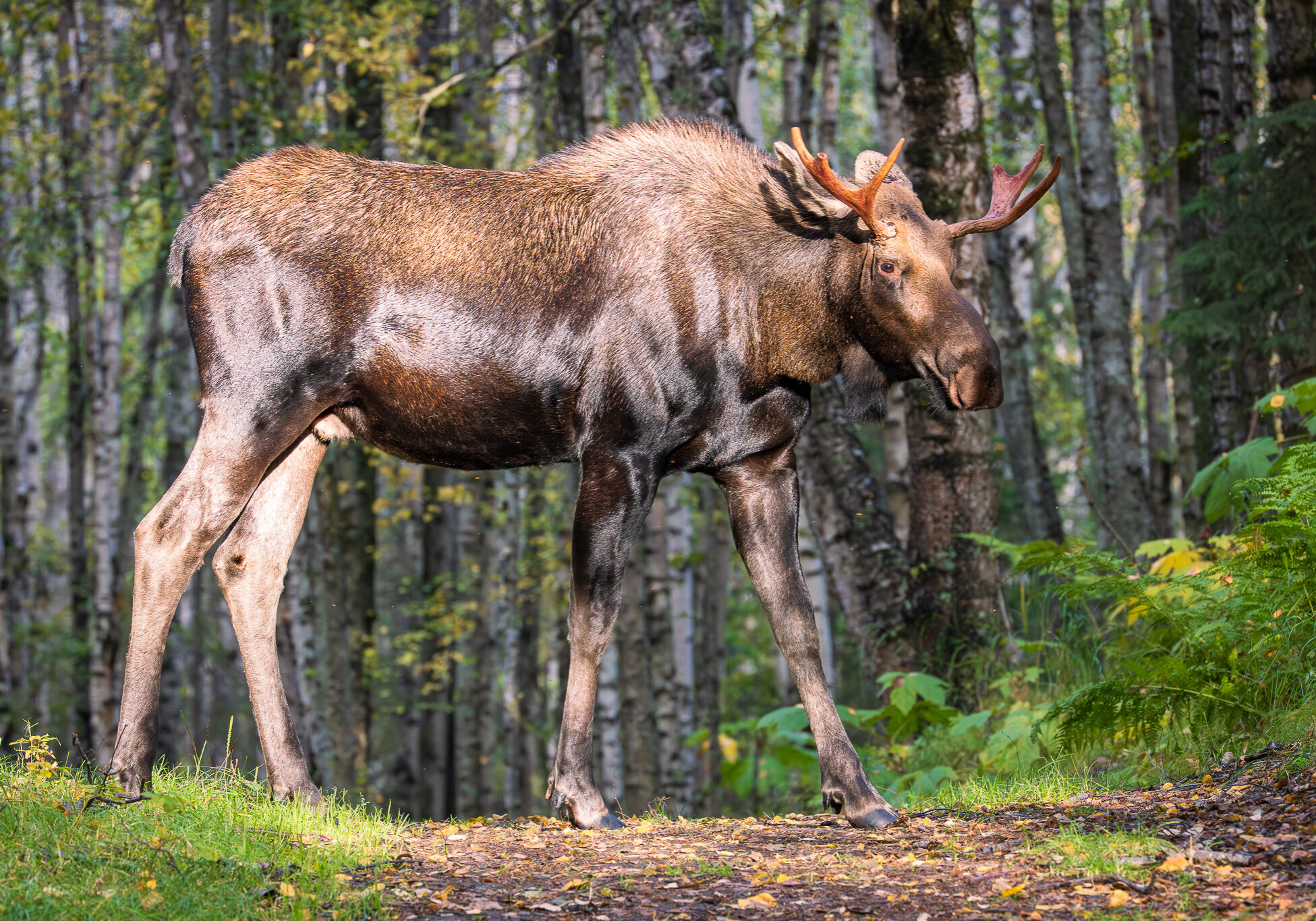 alaskan-bull-moose-kincaid-park--2
