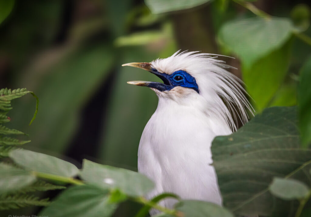 Bali Starling Side profile portrait of a critically endangered Bali starling, a nearly pure white tropical songbird with a blue patch around its eye and a feathered crest, surrounded by green leaves in a tropical environment, with its mouth open to sing
