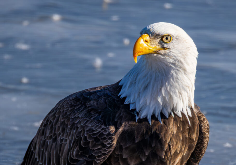 A close, sharply focused portrait of an adult bald eagle with a white head and neck and dark brown body feathers, perched against a soft blue background of rippled water. The eagle’s bright yellow hooked beak shows a small smear of red near the tip, suggesting a recent meal, while its pale eye looks alert and slightly off to the side.