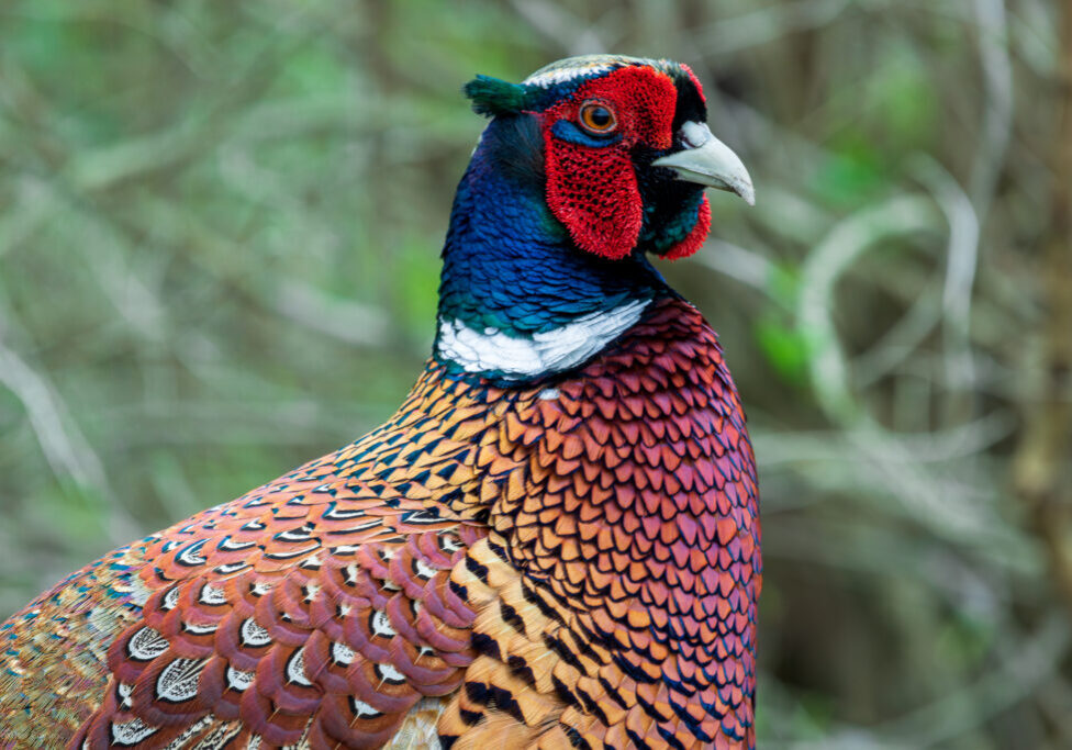 common-pheasant-malmö-sweden-wildlife-photo-heather-physioc Colorful common pheasant in Kungsparekn, Malmö, Sweden