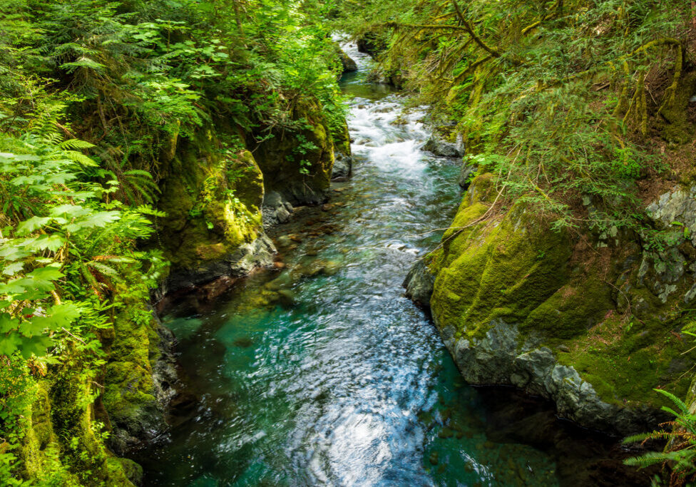 crystal-clear-water-north-fork-skokomish-river-six-stream-olympic-national-park-hpkctrvlr crystal-clear-water-north-fork-skokomish-river-six-stream-olympic-national-park-hpkctrvlr