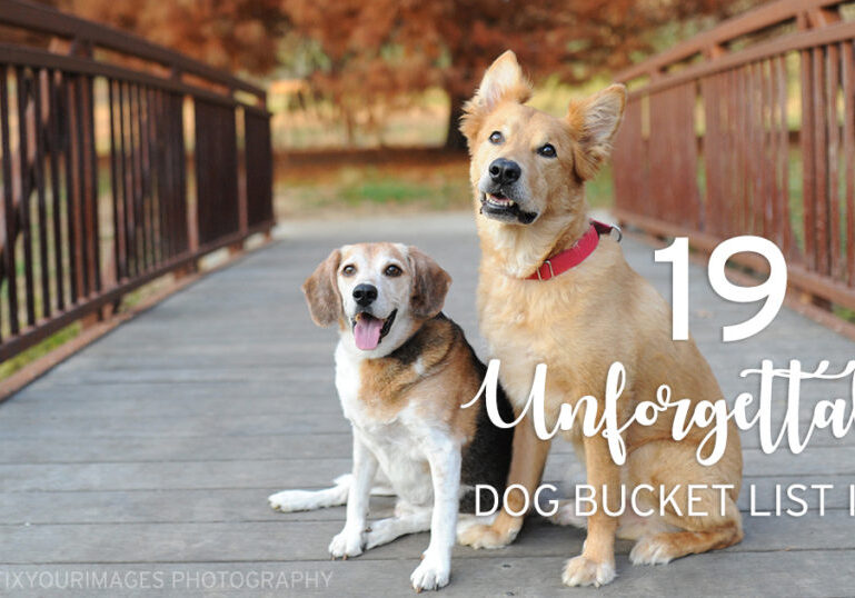 doggy-bucket-list-ideas-fb