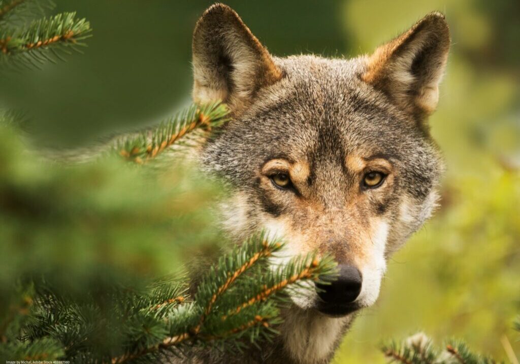 Gray wolf (canis lupus) emerging from the trees - photo courtesy of Michael, by way of Adobe Stock #403887980