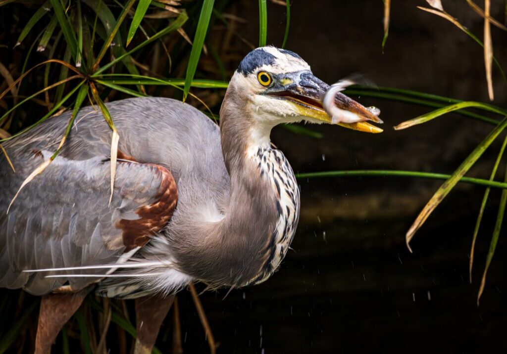 great-blue-heron-eating