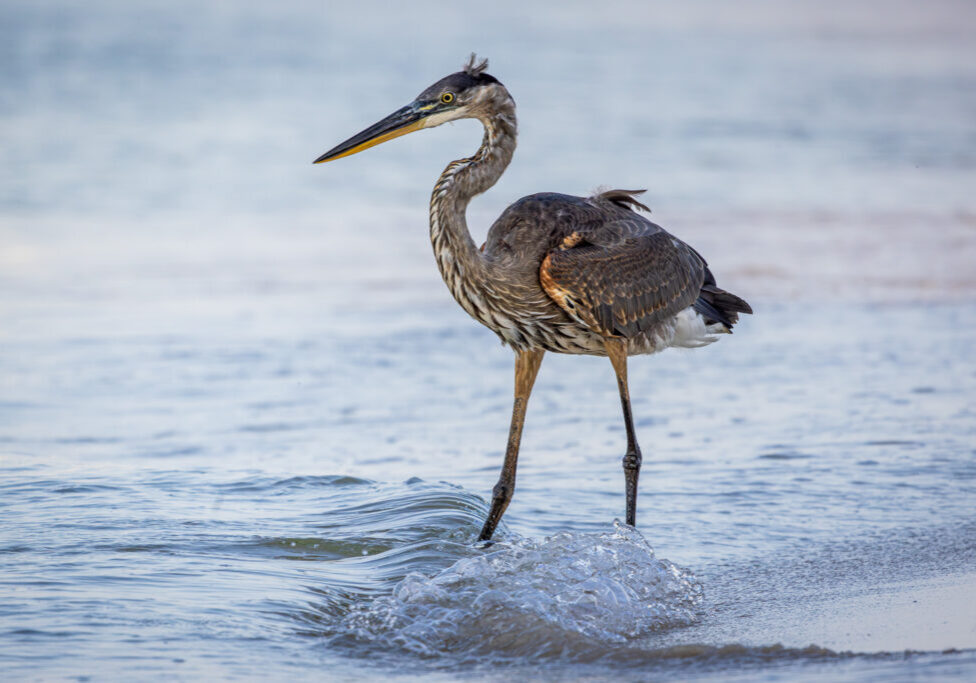 great-blue-heron-wades-gulf-of-mexico-gulf-shores-kctrvlr great-blue-heron-wades-gulf-of-mexico-gulf-shores-kctrvlr