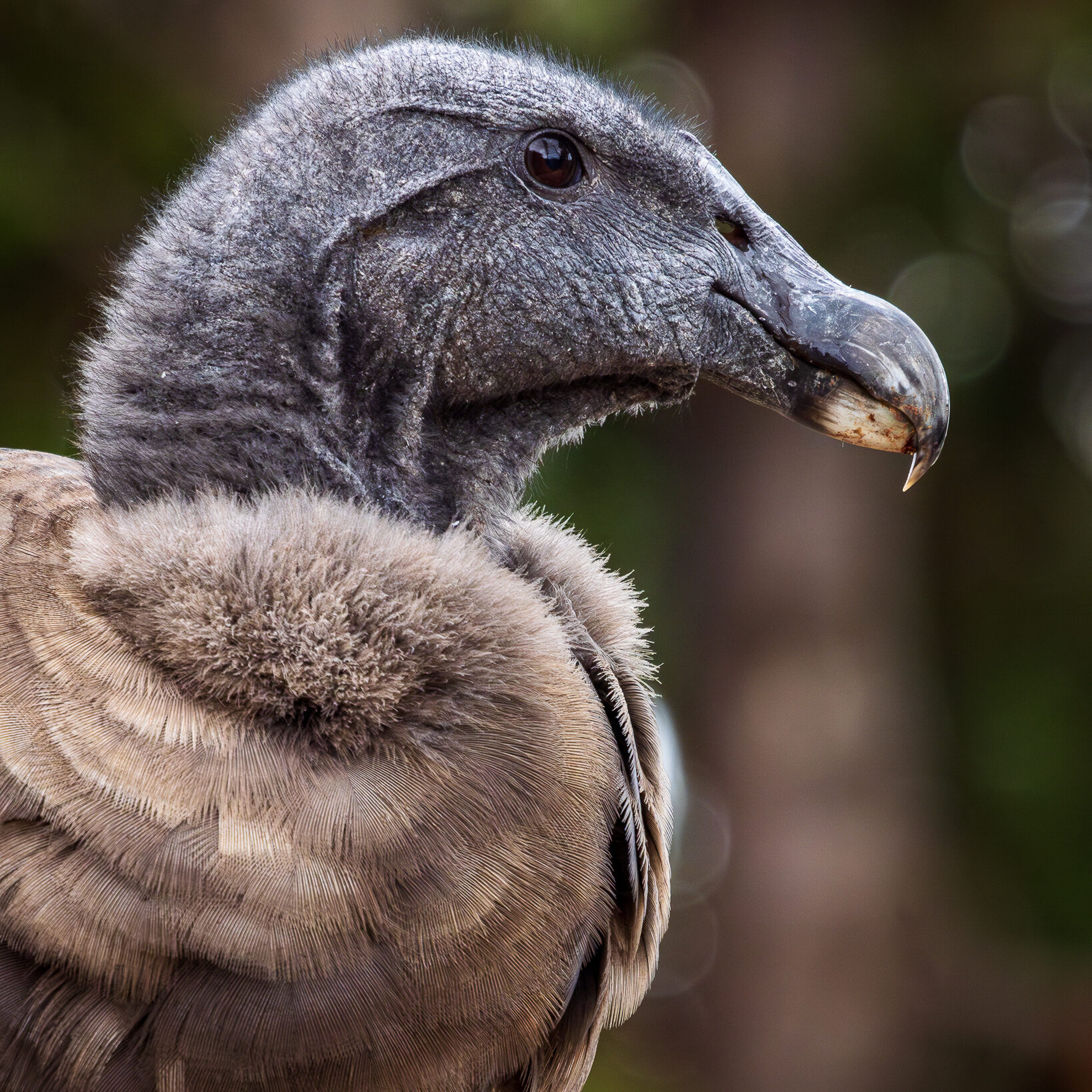 Andean (Peruvian) Condor