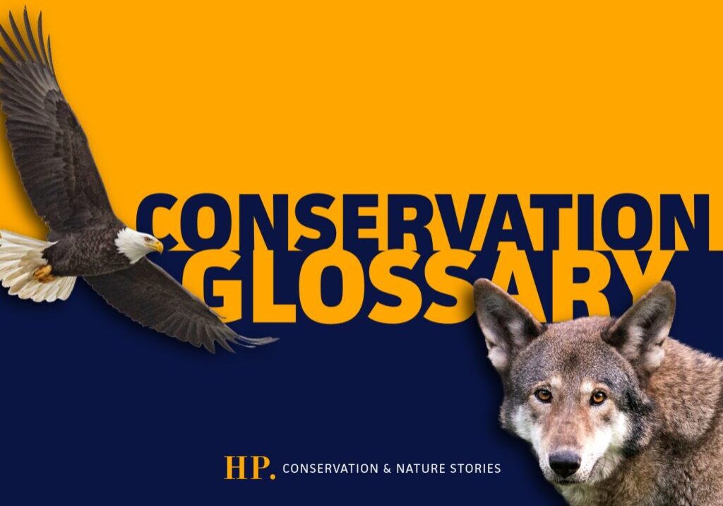 Conservation Glossary cover image featuring a bald eagle and red wolf.