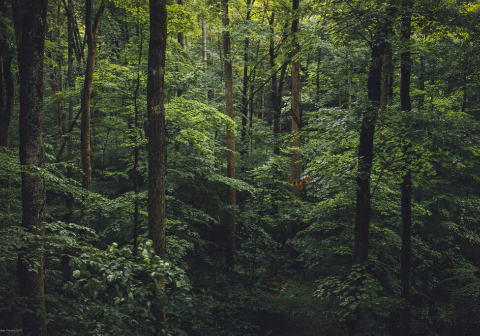 Misty Woodland Forest at Jackson/Washington State Forest on the Knobstone Trail in Indiana