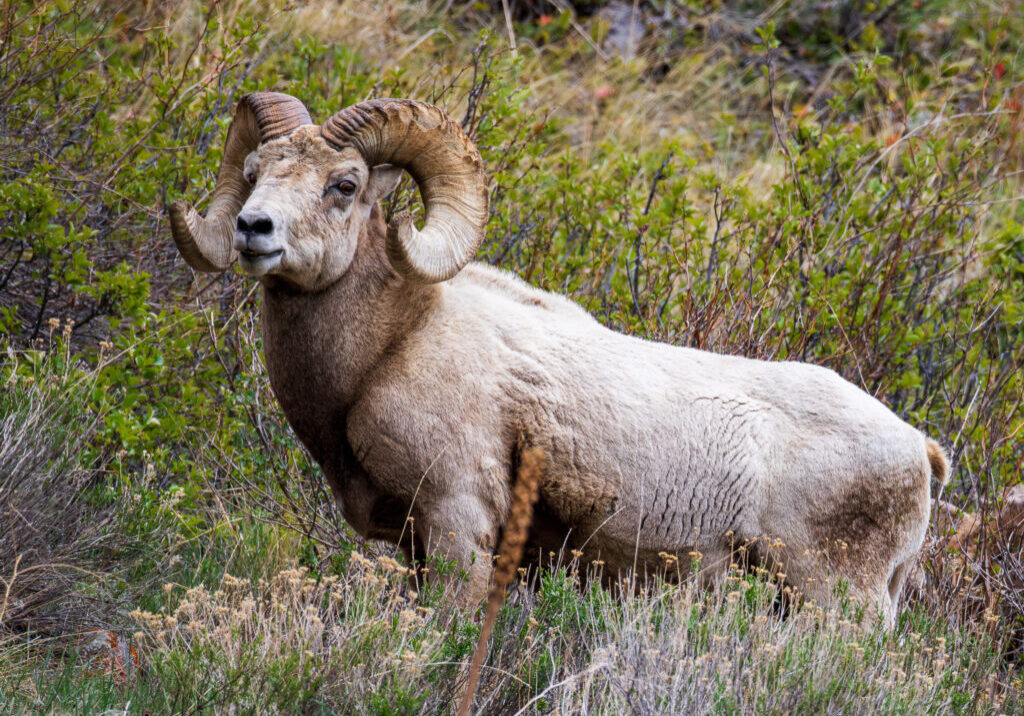 Bighorn Sheep Ram in Rocky Mountain National Park A lone male bighorn sheep ram stands in profile among dense shrubs and grasses in Rocky Mountain National Park, his thick, muscular body partially turned to reveal his powerful frame. His fur is a dusty beige with subtle patches of darker brown along his chest and legs, and his massive horns curl in wide, full spirals from the top of his head, deeply ridged with years of growth. The ram’s strong jawline and broad snout give him a dignified, almost regal appearance, while his dark eyes gaze calmly ahead, scanning the terrain. Surrounding him is a tangle of green-leafed bushes, dry grasses, and faded wildflowers in an early spring or late autumn landscape. The setting is quiet and wild, evoking the rugged, solitary strength of the high-altitude wilderness he calls home.
