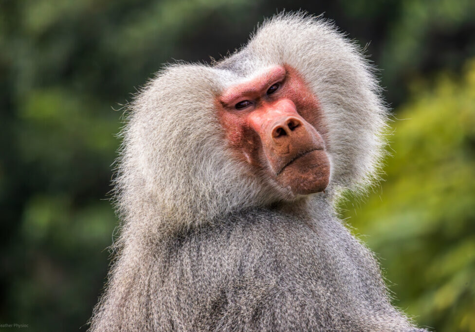Male hamadryas baboon portrait at the San Diego Zoo Male hamadryas baboon portrait at the San Diego Zoo