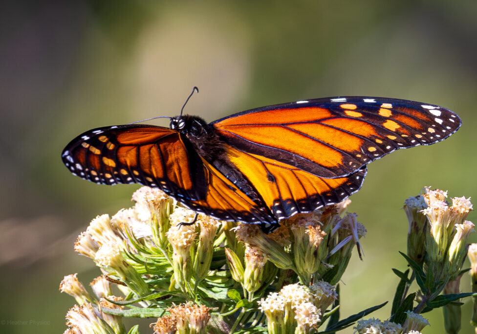 A monarch butterfly perches on the pale blossoms of mule fat (Baccharis salicifolia), also known as seepwillow or water-wally. The butterfly’s bright orange and black wings are fully open, catching the sunlight against a soft green background, while the shrub’s cream-colored flower clusters rise in sharp focus beneath it.