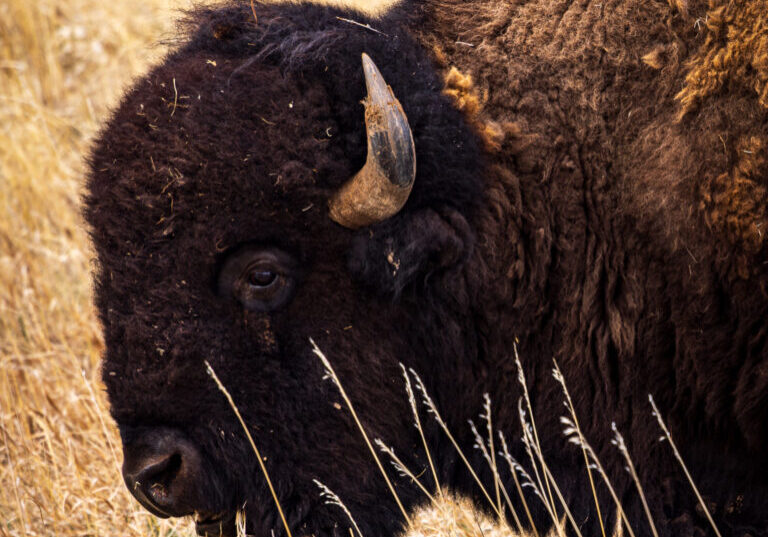 Side profile of a plains bison at Custer State Park in the Black Hills of South Dakota
