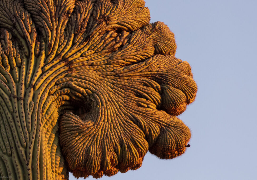 Rare Cristate Saguaro Crest at Sunrise in Sonoran Desert, Arizona