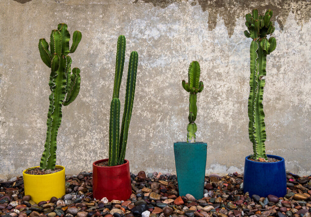 Four cactuses in multi-colored pots in San Diego Four cactuses in multi-colored pots in San Diego
