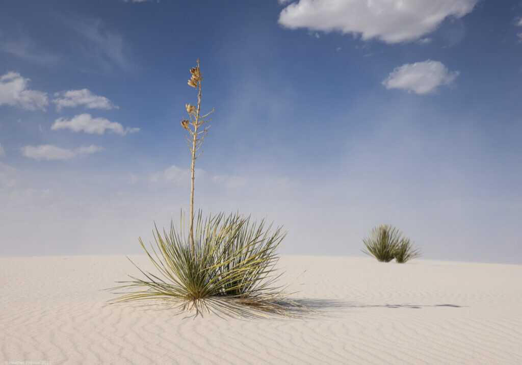 Soaptree Yucca & Grasses at White Sands National Park in New Mexico