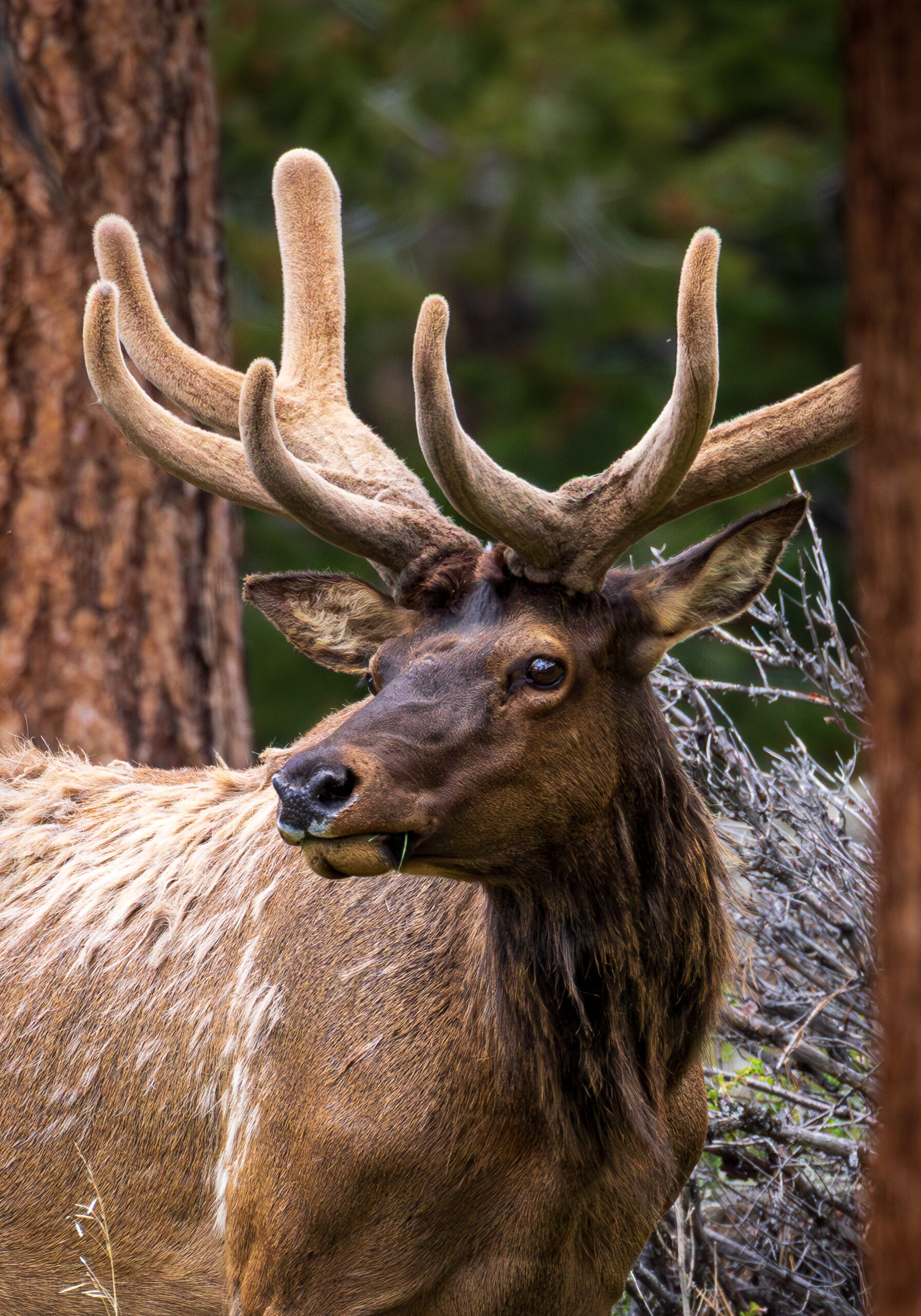 A close-up of a young bull elk with fuzzy, multi-tined antlers covered in velvet, partially obscured by pine trees and forest undergrowth.