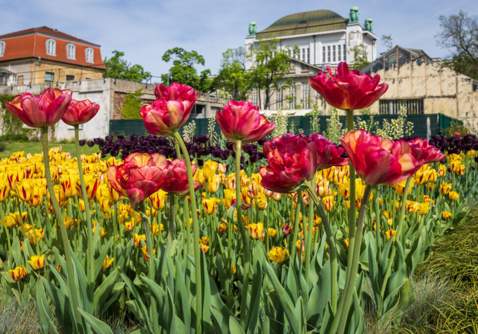 zagreb-botanical-garden-tulips-heather-physioc zagreb-botanical-garden-tulips-heather-physioc